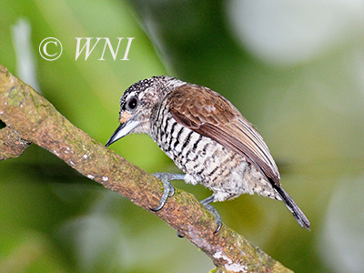 White-barred Piculet (Picumnus cirratus)